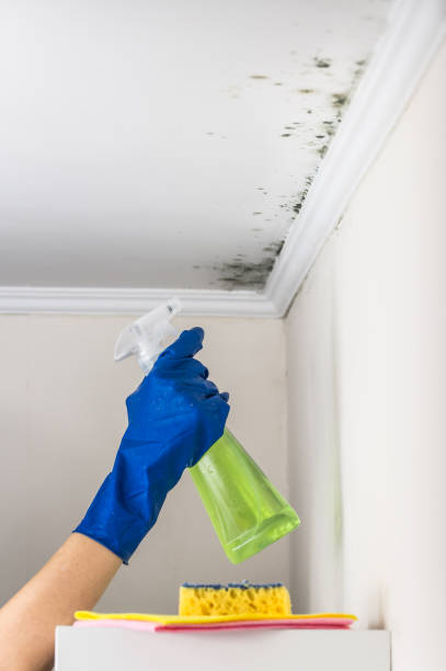 Best Mold Remediation for Specific Building Types in Anderson Creek, NC